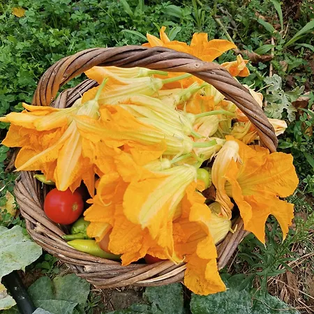 The Lady Of The * Kalívia